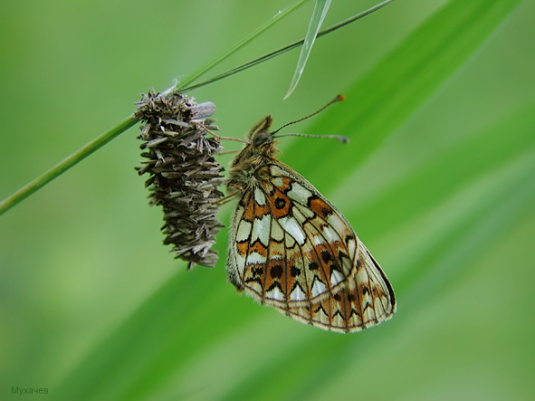 photo "Numphalidae and Psychidae" tags: nature, insect
