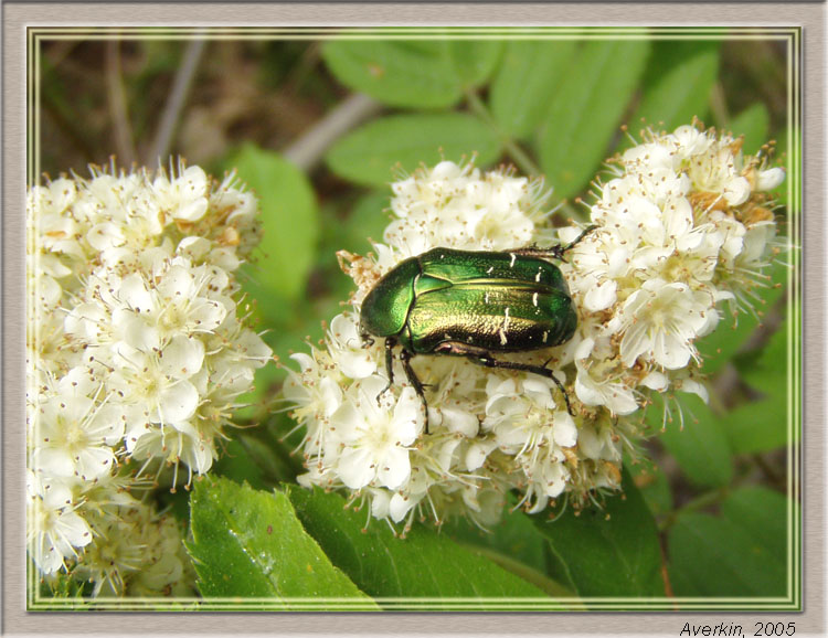 photo "Cetonia aurata" tags: nature, insect