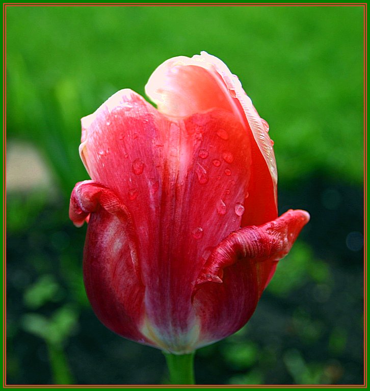 photo "The End Of Tulips' Season..." tags: nature, macro and close-up, flowers