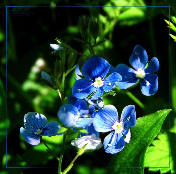 photo "To catch the Sun." tags: nature, macro and close-up, flowers