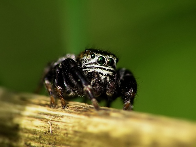 photo "Saliticus scenius" tags: macro and close-up, 