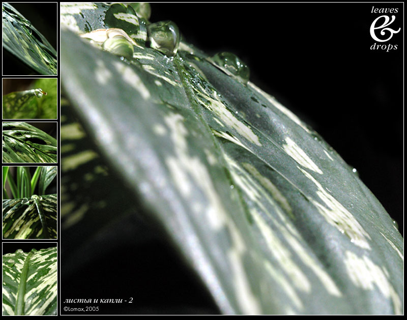 photo "leaves'n'drops part 2" tags: nature, macro and close-up, flowers