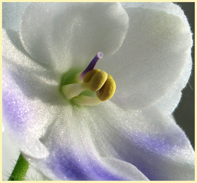 photo "Sparks of violets" tags: nature, macro and close-up, flowers