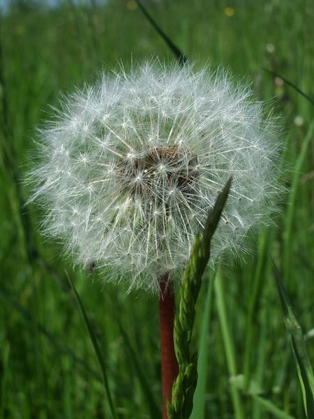 photo "Dandelion 2" tags: nature, macro and close-up, flowers