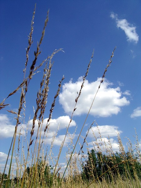 photo "Summer Sky" tags: landscape, clouds, summer