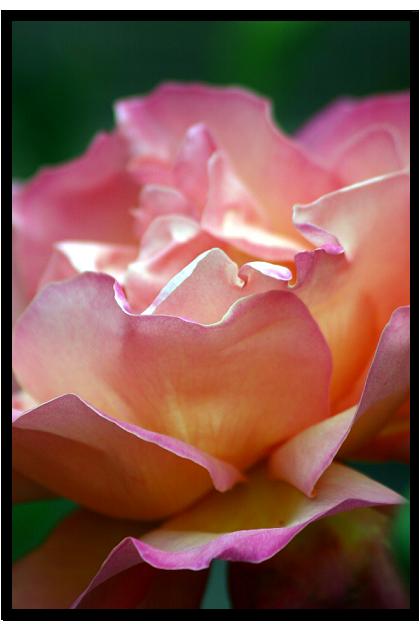 photo "rose" tags: nature, flowers