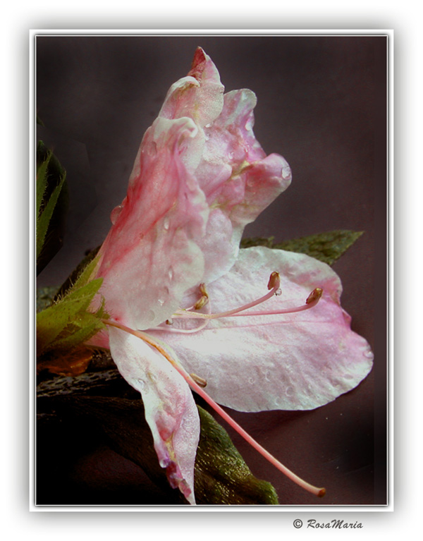 photo "about pistils #6" tags: macro and close-up, 