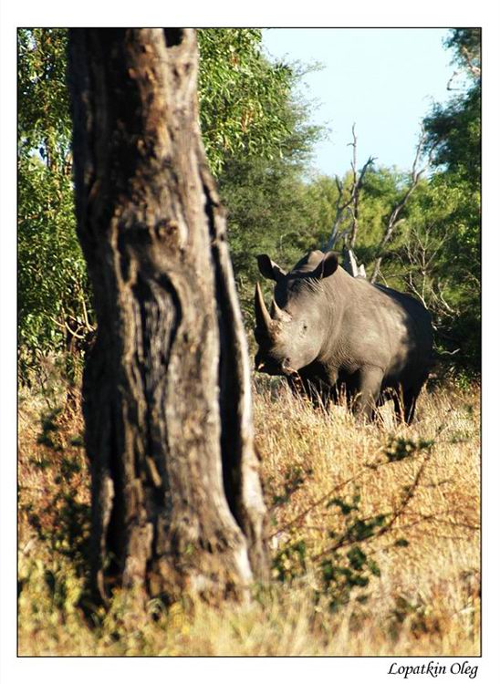 photo "Носорог, Национальный парк им. Крюгера, ЮАР" tags: nature, travel, Africa, wild animals