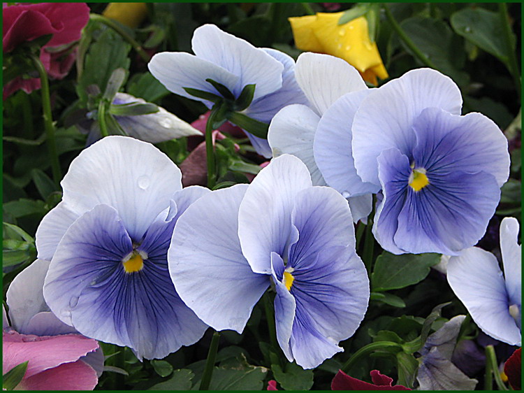 photo "Pansies" tags: macro and close-up, nature, flowers