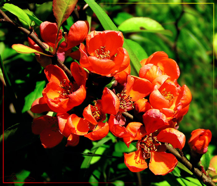 photo "Fiery dance." tags: nature, macro and close-up, flowers