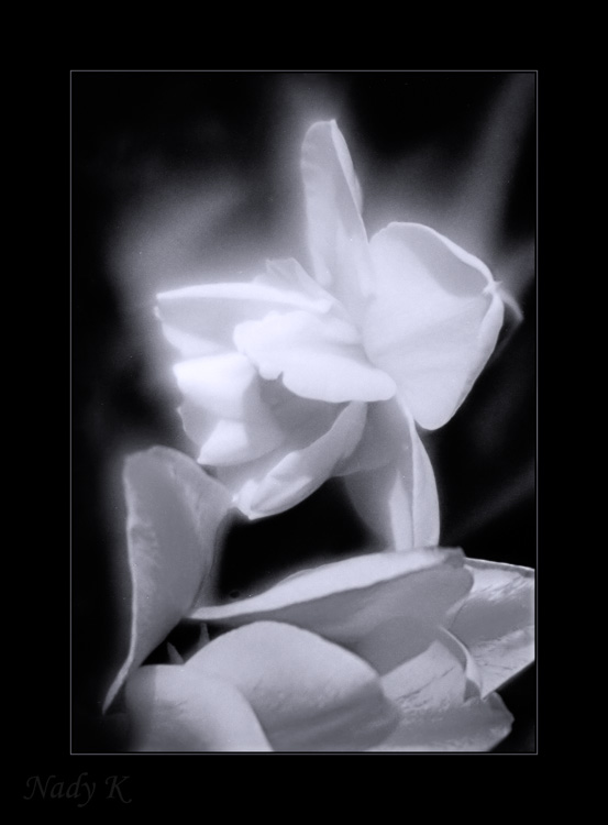 фото "Про нарцисс..Про тюльпан..Про мечту.." метки: природа, цветы