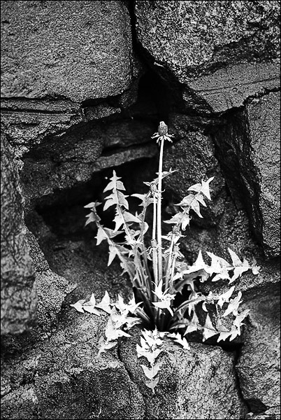 photo "Dandelion" tags: black&white, nature, flowers