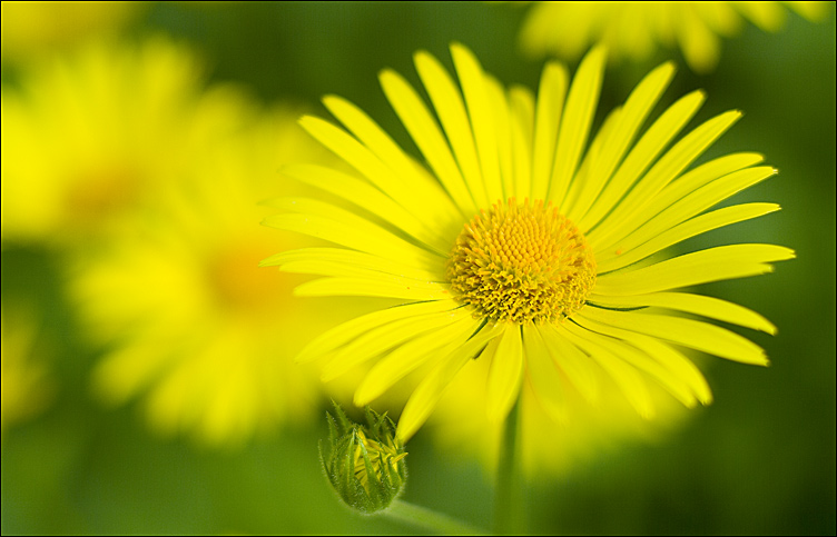 photo "***" tags: misc., nature, flowers
