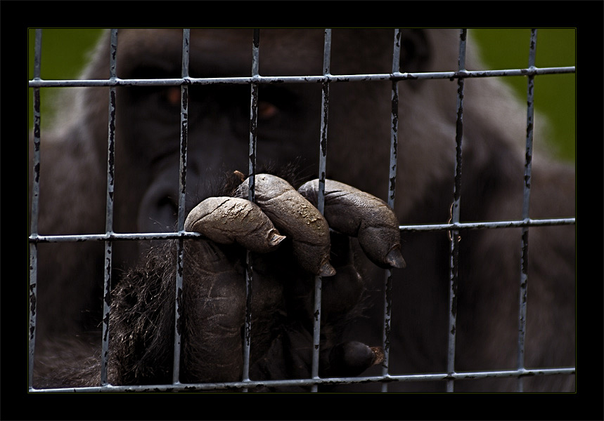 photo "Grief..." tags: nature, portrait, wild animals