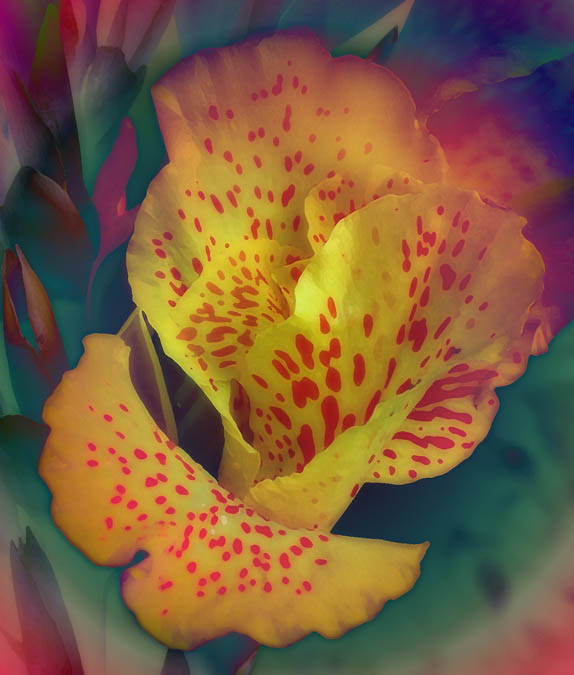 фото "Canna Lilly" метки: природа, фотомонтаж, цветы