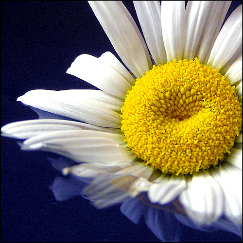 photo "Camomile" tags: macro and close-up, nature, flowers