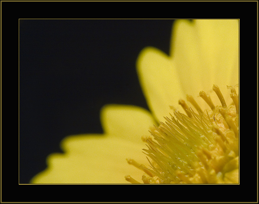 photo "yellow on black..." tags: macro and close-up, nature, 