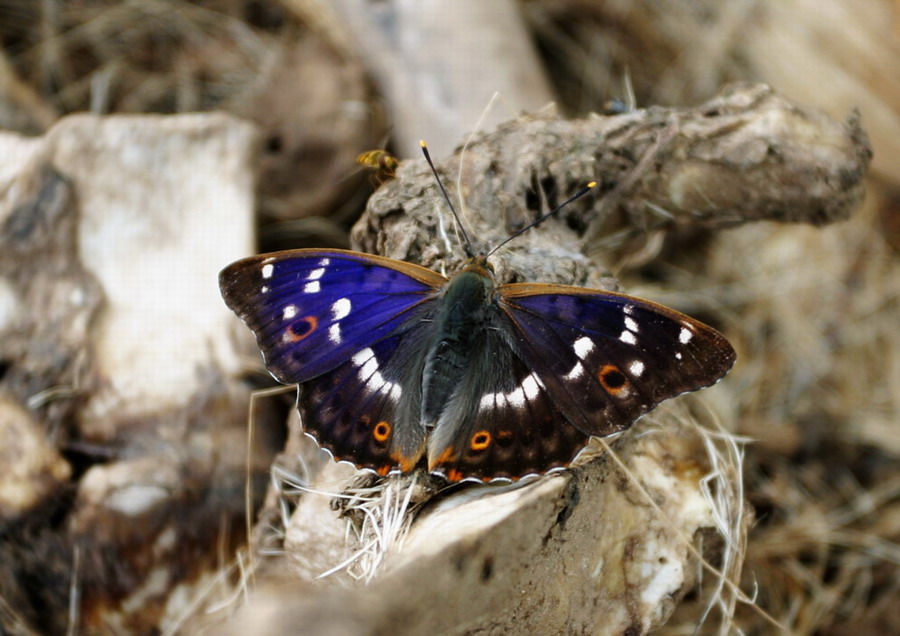 фото "Бабочка" метки: природа, насекомое