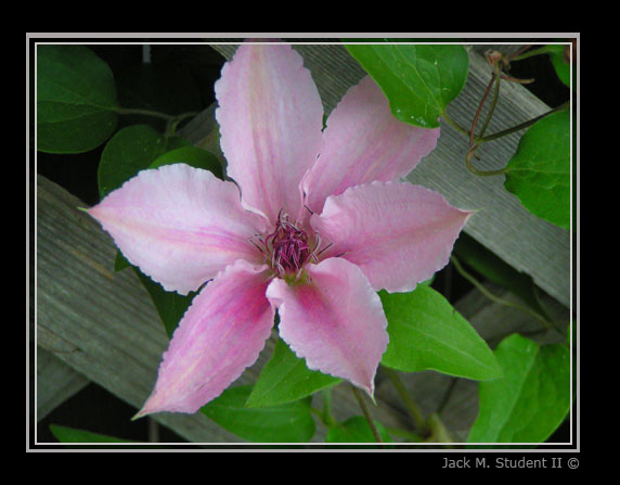 photo "pink flower" tags: misc., 