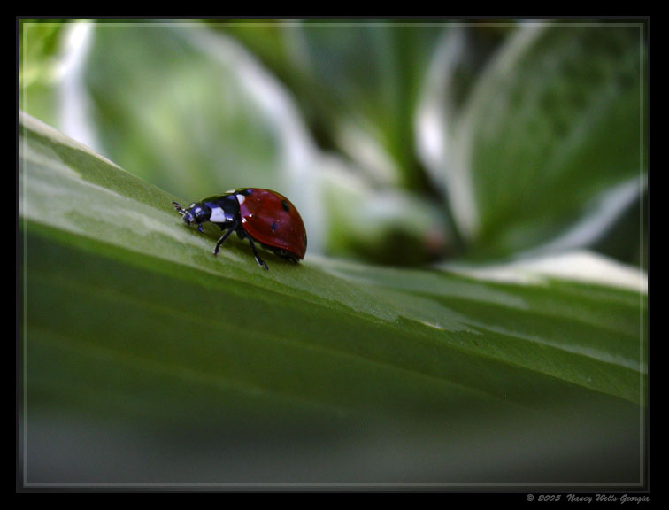 photo "Lady's uphill travels" tags: nature, insect