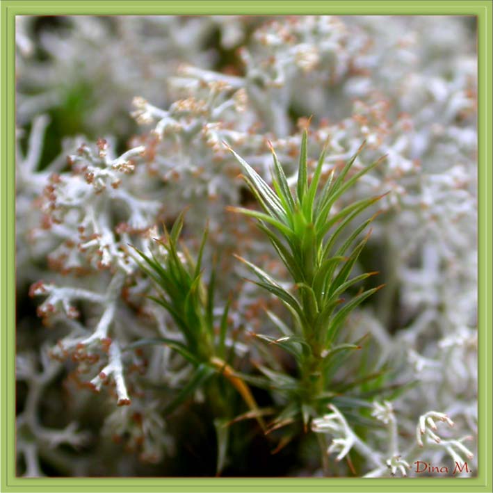 photo "Moss, simply moss:)" tags: nature, macro and close-up, flowers