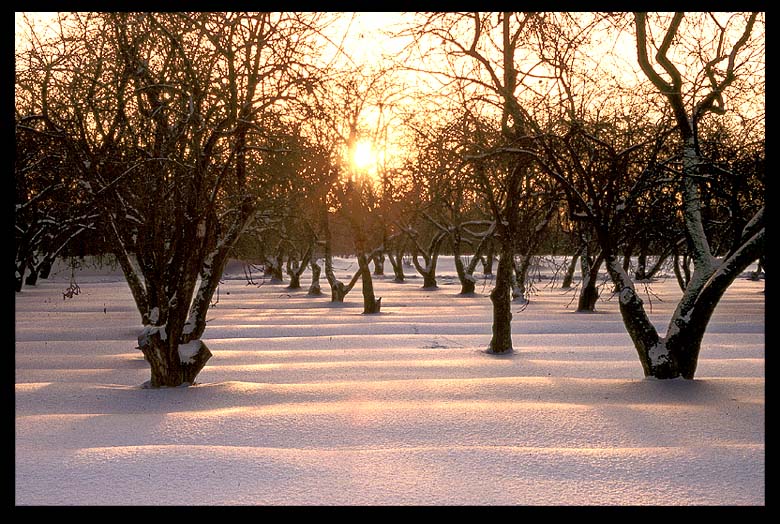 фото "закат в коломенском" метки: пейзаж, зима