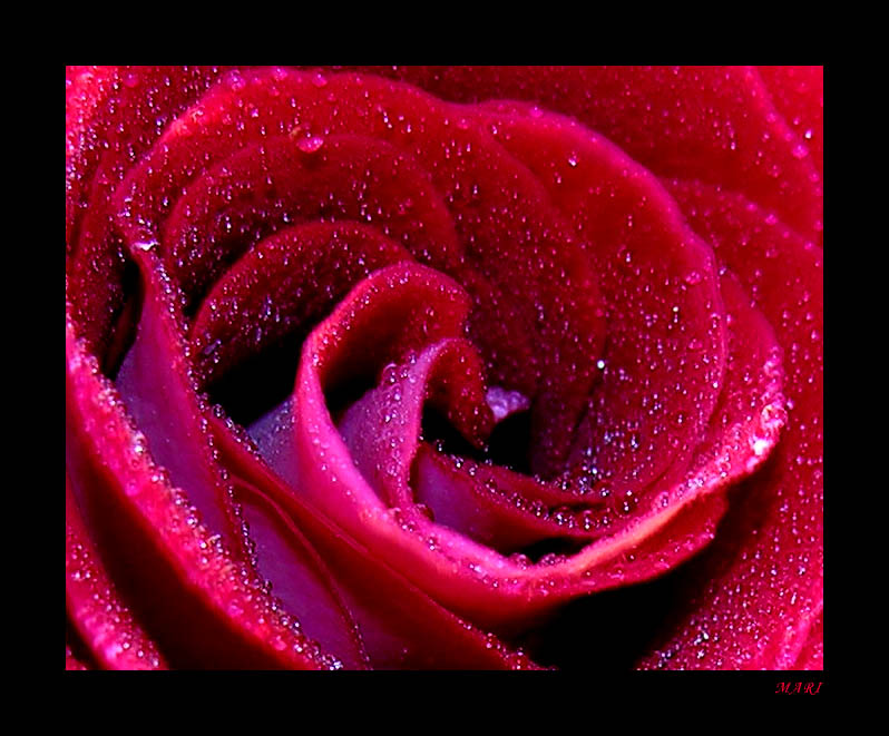 photo "rose2" tags: misc., macro and close-up, 