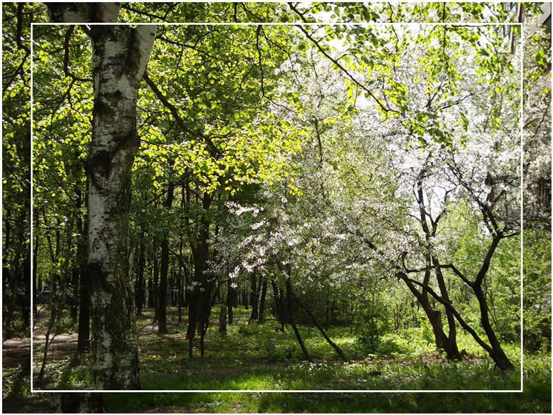 фото "Белые деревья" метки: пейзаж, природа, весна, цветы