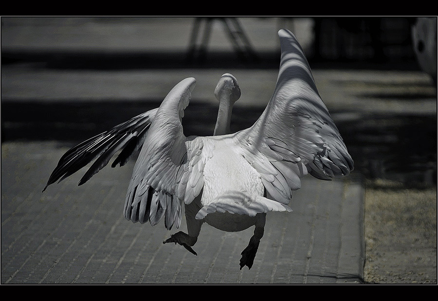 photo "Untitled photo" tags: nature, humor, wild animals