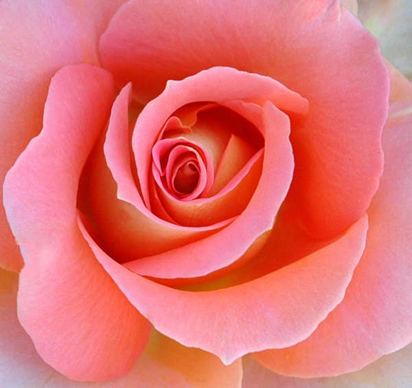 фото "Rose" метки: природа, цветы