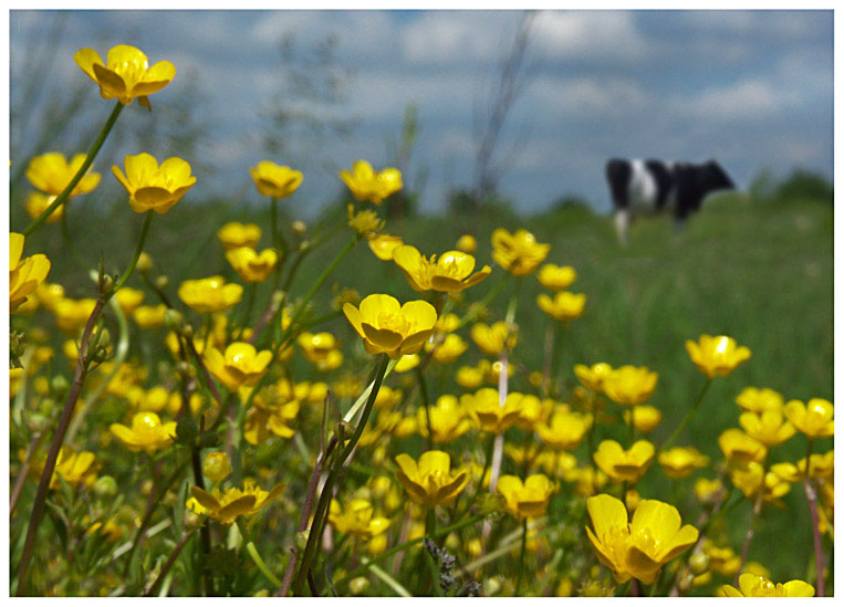 photo "Color and smell of the sun..." tags: landscape, summer