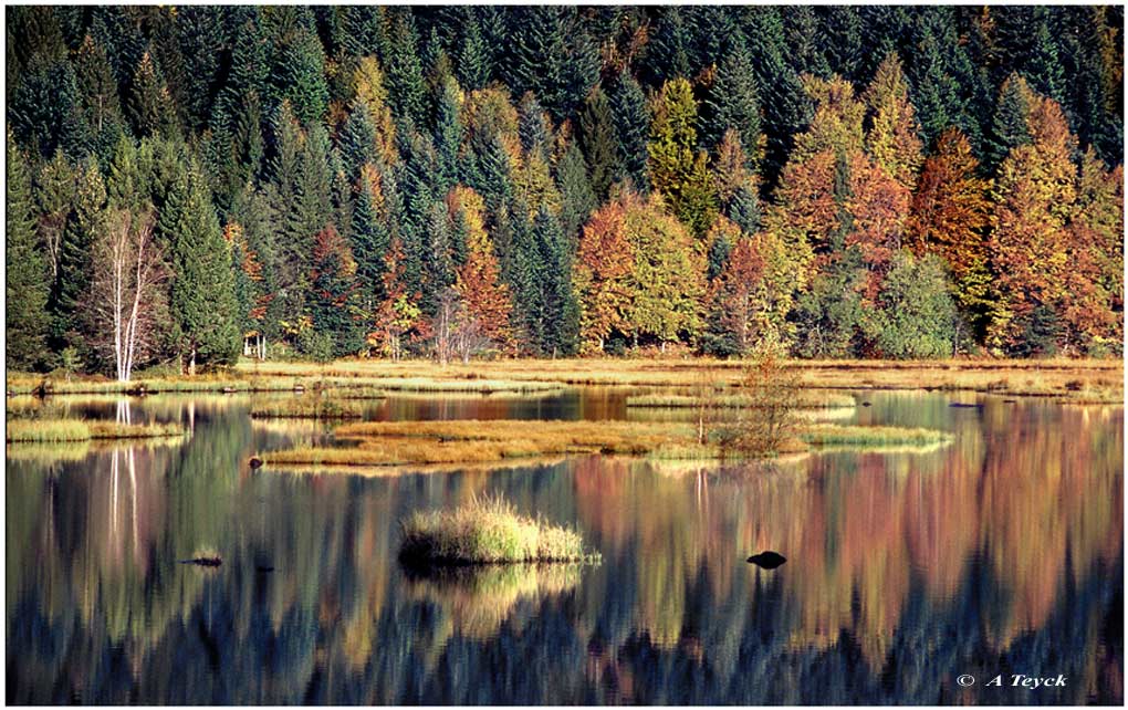 фото "Litsbach" метки: пейзаж, лес