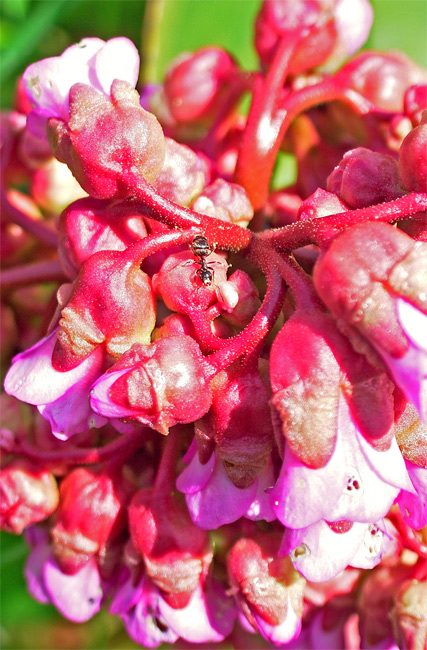 фото "Аленький цветочек" метки: макро и крупный план, природа, цветы