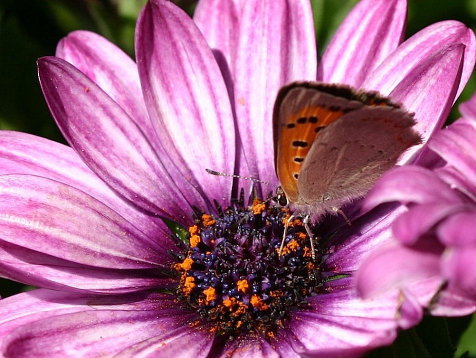 photo "Little butterfly" tags: nature, insect