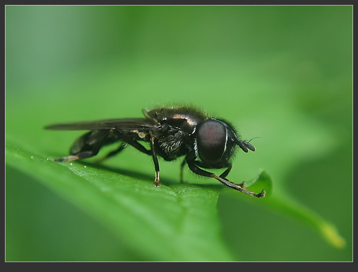 фото "~Американский мух~" метки: макро и крупный план, природа, насекомое