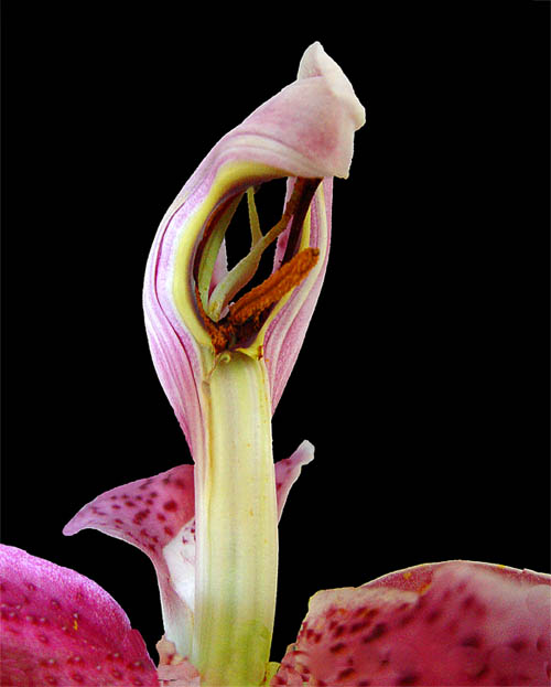 photo "Old Age Isn't for Sissies" tags: nature, macro and close-up, flowers