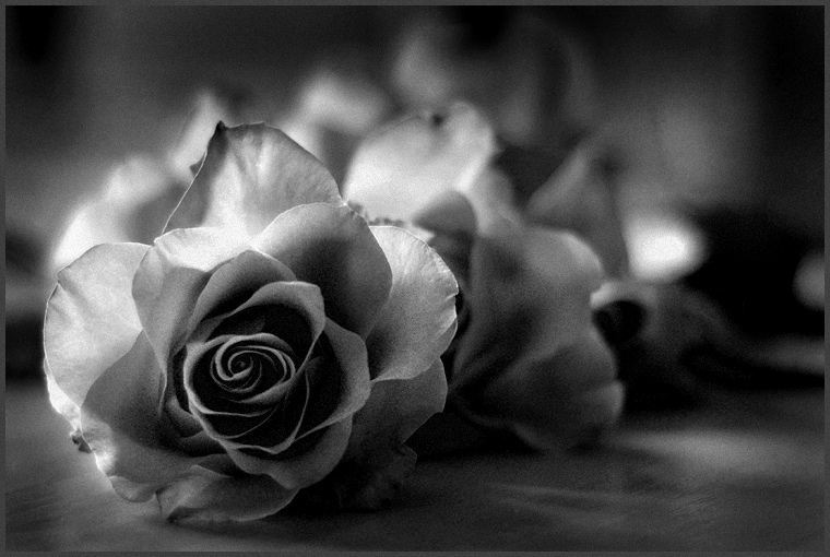 photo "roses" tags: black&white, nature, flowers