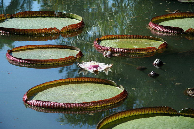 photo "Botanical Garden (Vitoria Regia)" tags: travel, nature, South America, flowers