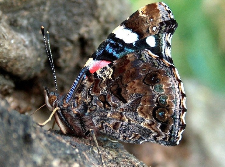 фото "Красавица" метки: природа, насекомое