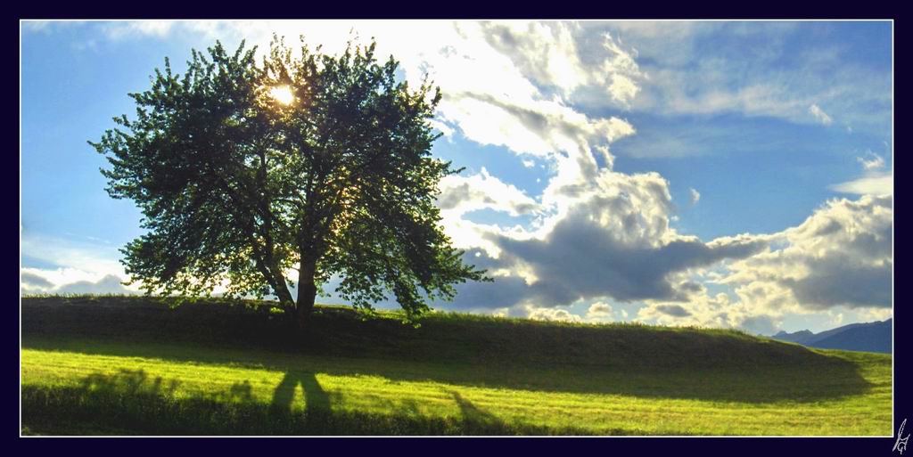 photo "treeґs shadow" tags: landscape, summer