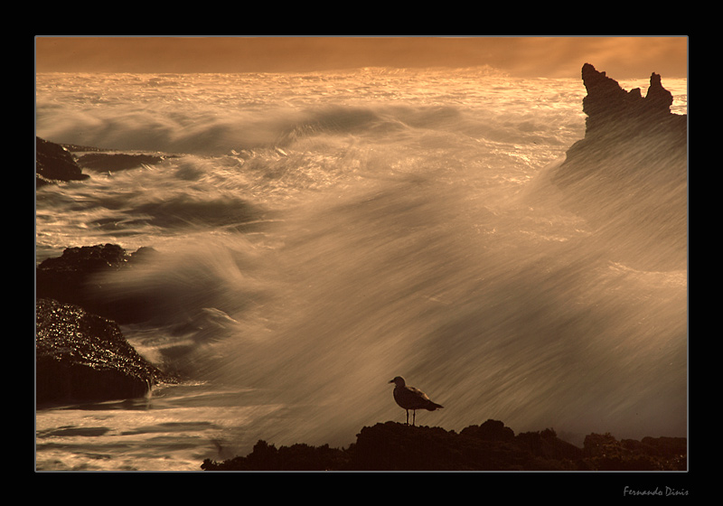 photo "Storm in the sea" tags: landscape, nature, water, wild animals