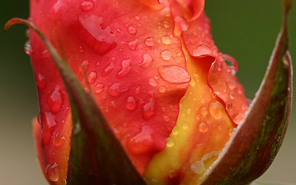 photo "After the rain" tags: nature, flowers