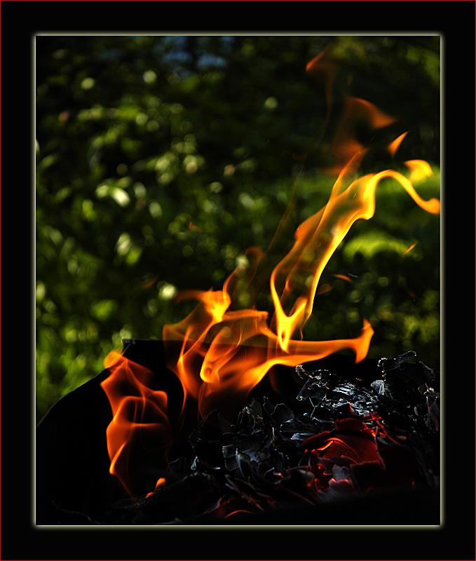 photo "Games With Fire" tags: macro and close-up, nature, 