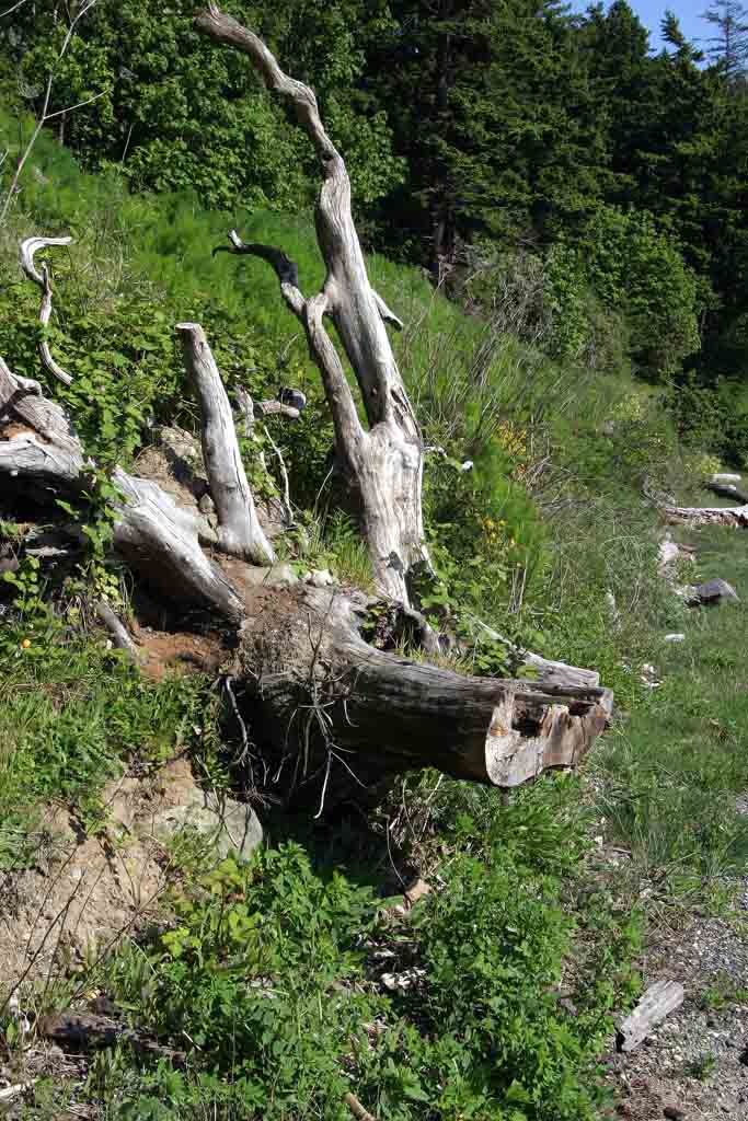 photo "Hardwood or Wild Boar" tags: landscape, nature, forest
