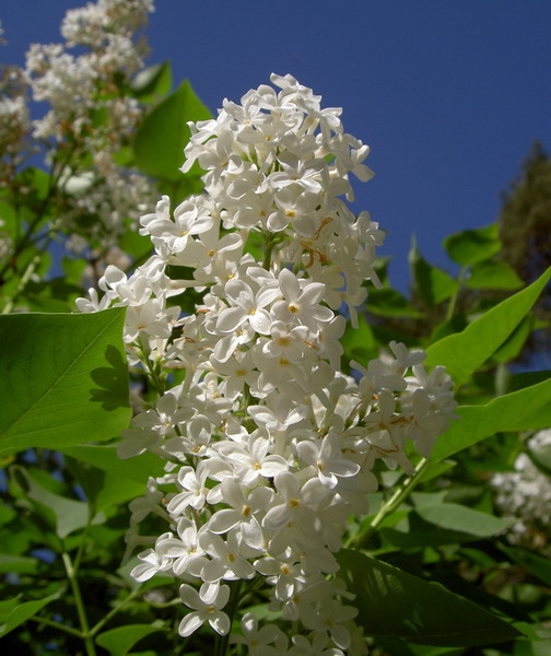 photo "White spring" tags: landscape, nature, flowers, spring