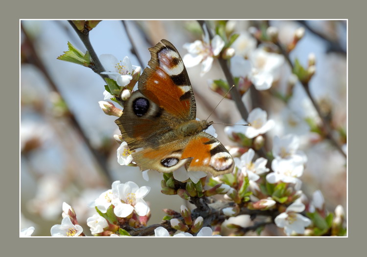 photo "&" tags: nature, insect