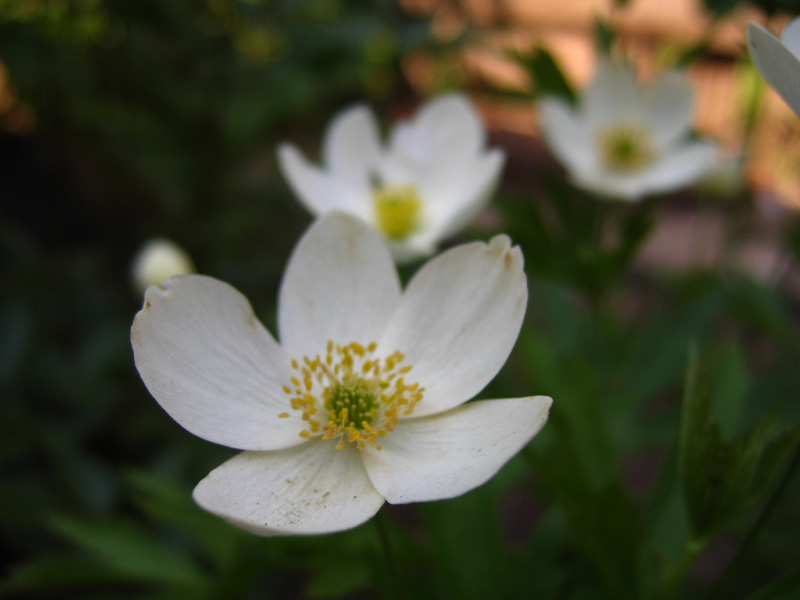 photo "flowers" tags: nature, flowers