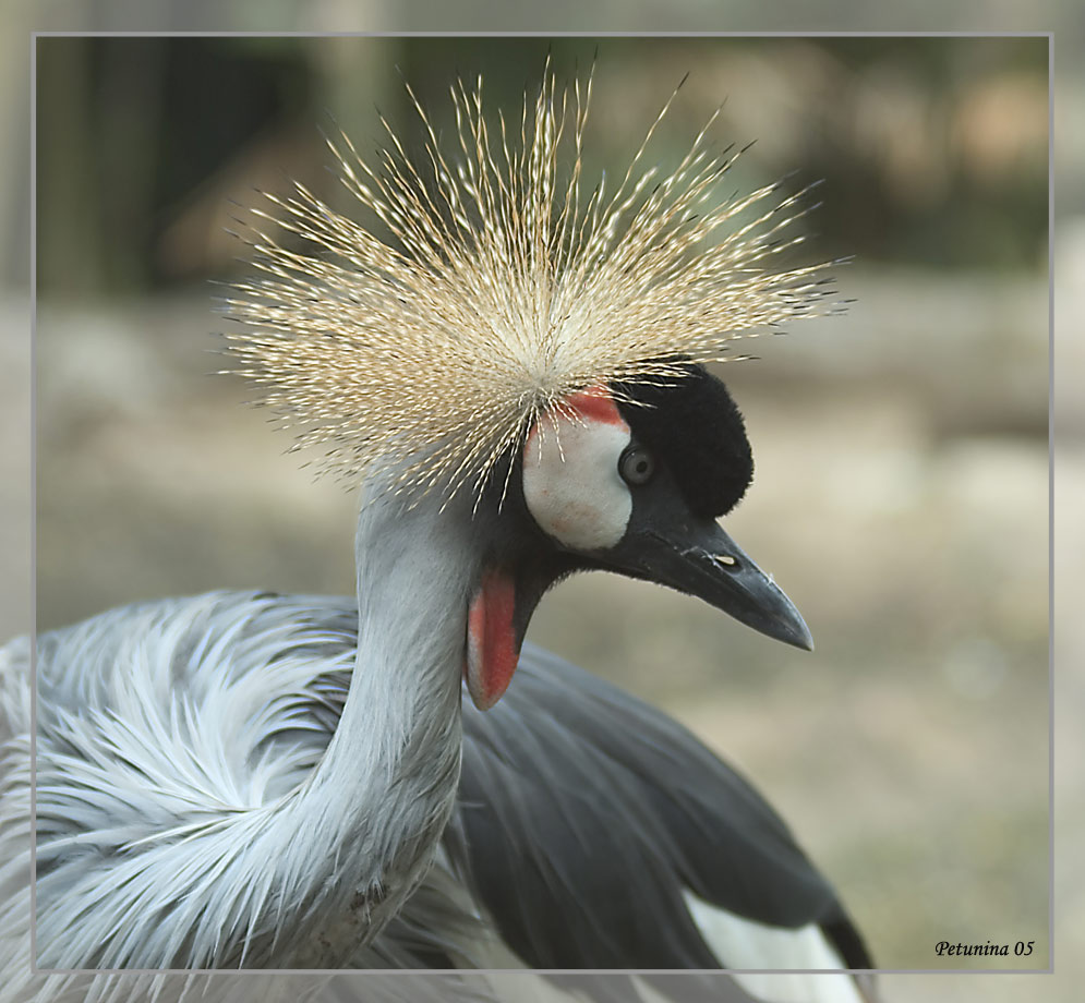 photo "Exotic bird" tags: nature, wild animals