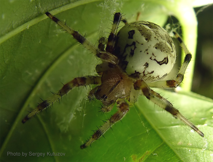 photo "Spider" tags: nature, macro and close-up, insect