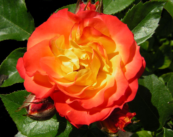 photo "r o s e" tags: macro and close-up, nature, flowers